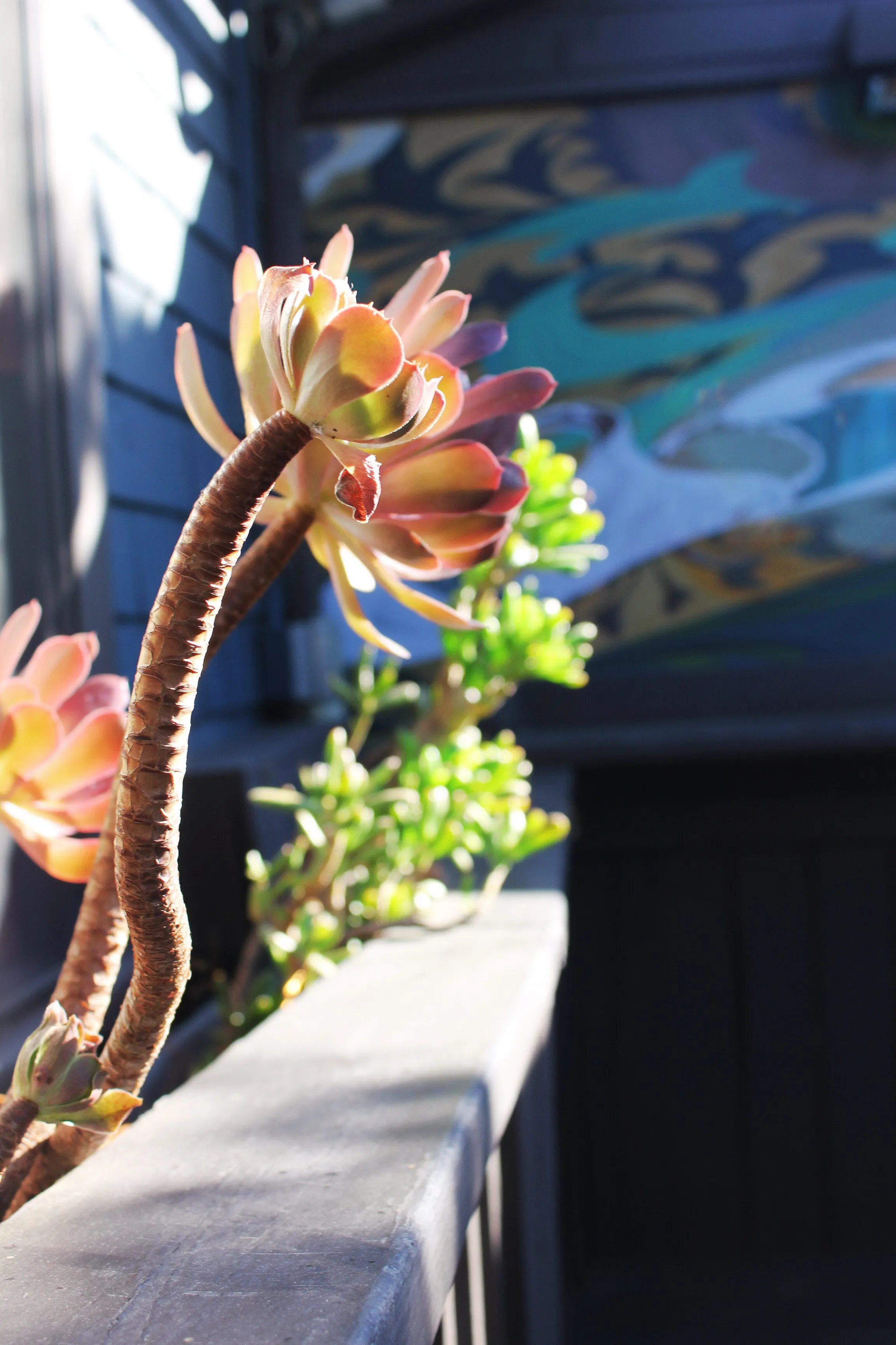Succulents beside a colorful exterior mural